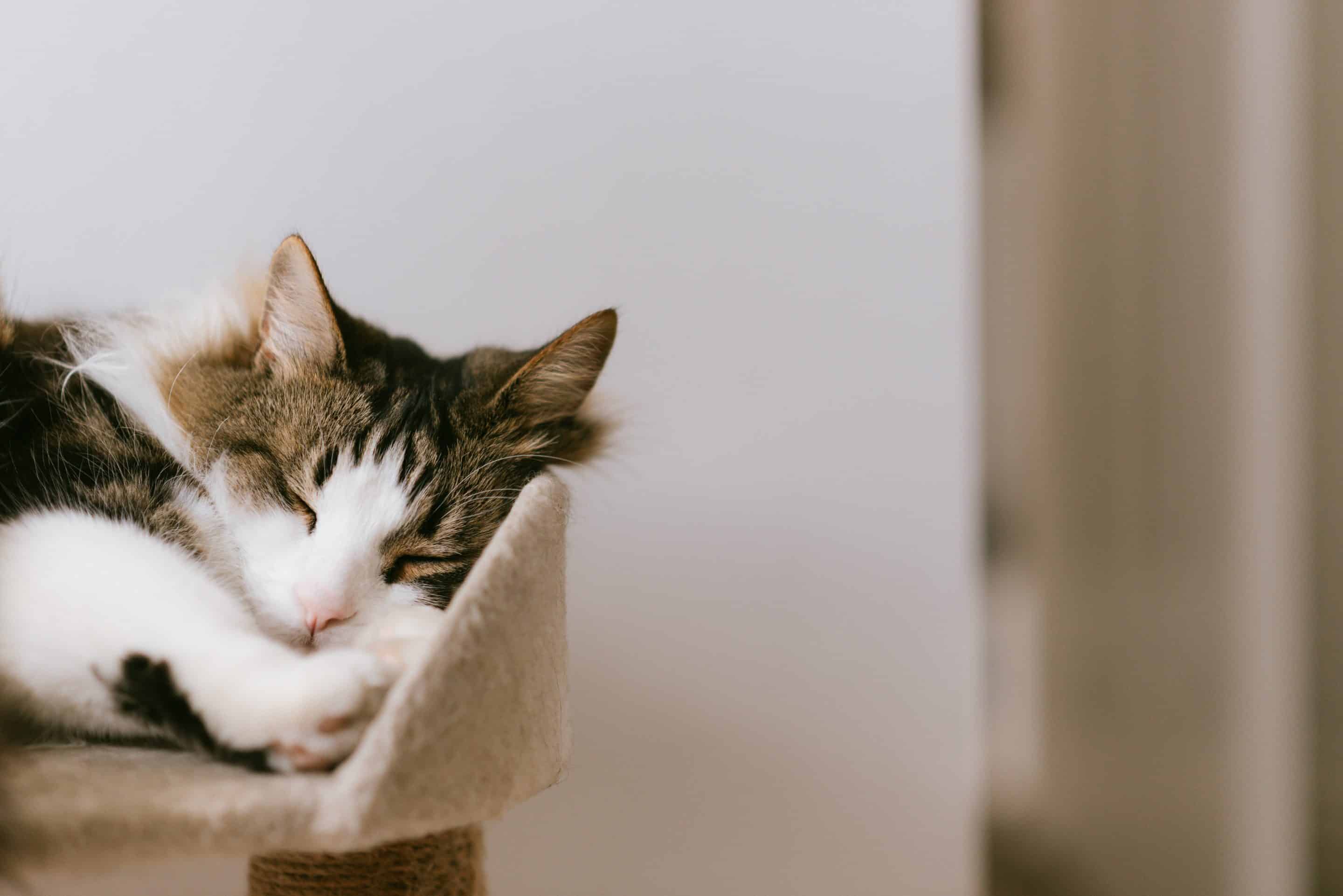 Divorce and Lessons About Letting Go From a Cat.